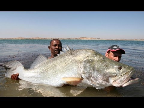 MONSTER NILE PERCH 114 LB IN LAKE NASSER EGYPT - HD by CATFISHING WORLD