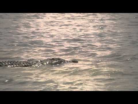 crocadiles on lake nasser in eygpt.