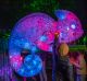 The Enlighten festival, set to face a big venue hire fee from the National Capital Authority.