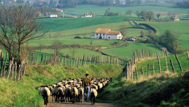 A farmer walks his flock in the Pyrenees' Nive valley.