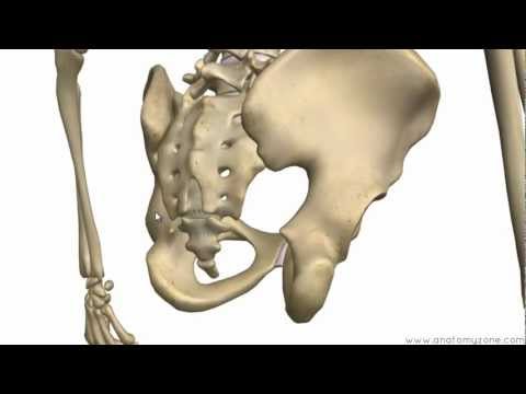 Bones of the Pelvis - Hip Bones - Anatomy Tutorial