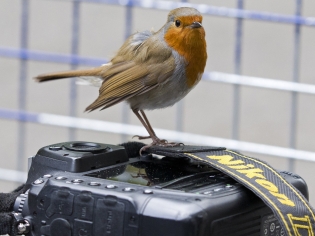 A robin sits on a photographer's camera outside 10 Downing Street following a UK general election on May 7