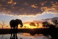 Our first cover image from August 25, 2007. Chobe National Park in Botswana.