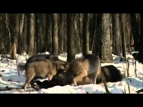 ▶ Radioactive Animals In Chernobyl  Mutations Full Documentary