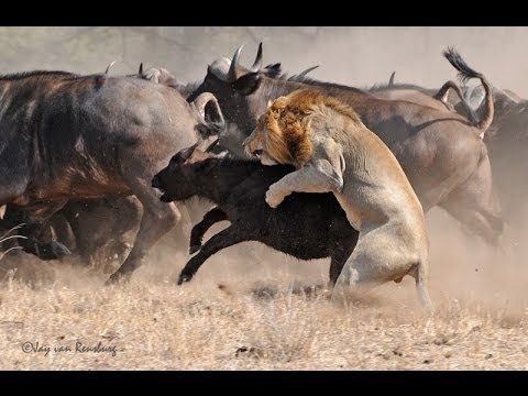 Lion's Fight To The DEATH - Africa's Dry Savannah - Wildlife Documentary