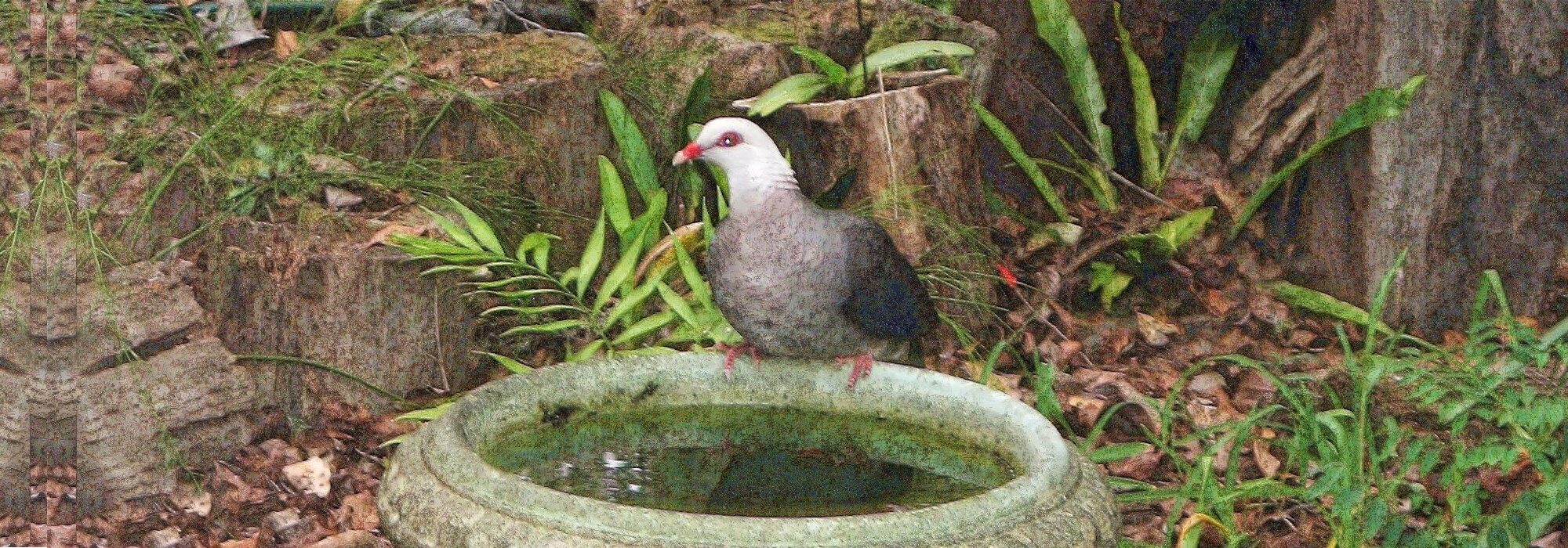 White-headed Pigeon