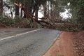 A fallen tree has blocked a road in the South West of WA.