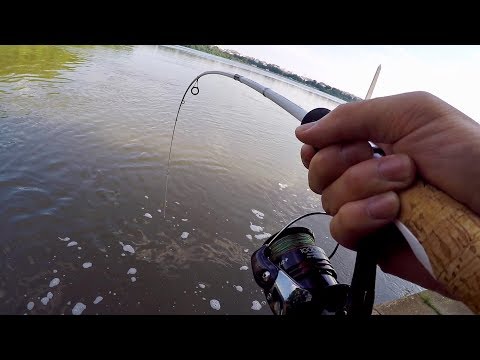 Hunting Down the FRANKENFISH in Washington D.C. (Bank Fishing the Tidal Basin)