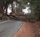 A fallen tree has blocked a road in the South West of WA.