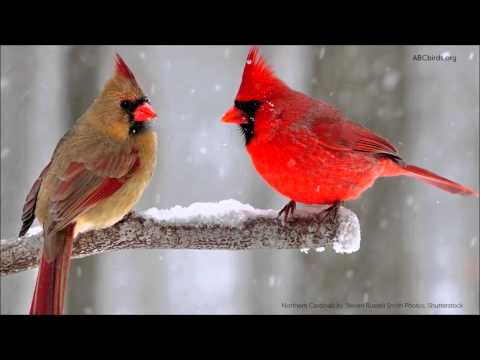 Northern Cardinal Song