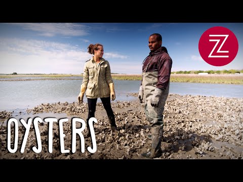 Oyster Picking in Charleston, South Carolina - Food Tripping With Molly Season 2 Finale