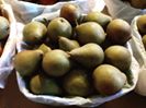 'Mini pears anyone ? #mini #minifood #minifoods #pears #fruit #orchard #milburnorchards #fruit #organic #gmofree #farmtotable #localfood #food #foodie #foodphotography #foodphoto #farm #naturalfood #foodblog #foodblogger'