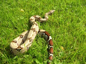 The Boa constrictor (Boa constrictor) is a large, heavy-bodied species of snake. It is a member of the Boinae family found in Central America, South America and some islands in the Caribbean. A staple of private collections and public displays, its color pattern is highly variable yet distinctive. Ten subspecies are currently recognized, although some of these are controversial.[2] This article focuses on the species Boa constrictor as a whole, but also specifically on the nominate subspecies Boa constrictor constrictor.