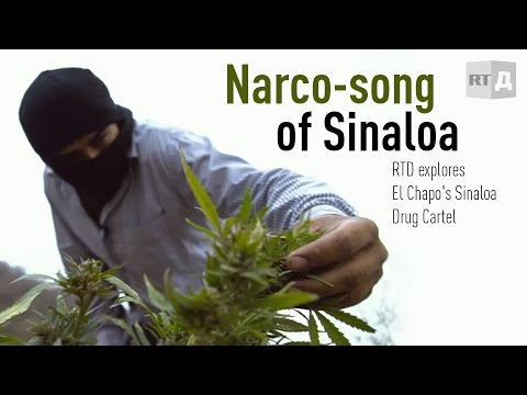 Narco song of Sinaloa. RTD explores El Chapo's Sinaloa Drug Cartel