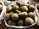 Mini pears anyone ? #mini #minifood #minifoods #pears #fruit #orchard #milburnorchards #fruit #organic #gmofree #farmtotable #localfood #food #foodie #foodphotography #foodphoto #farm #naturalfood #foodblog #foodblogger