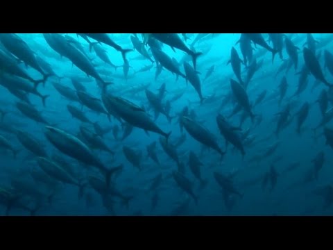 ►Track of the Tuna (FULL DOCUMENTARY)