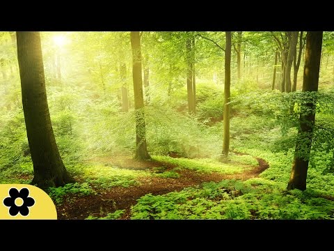 Healing Music, Meditation Music Relax Mind Body, Relaxing Music, Slow Music, ✿3049C