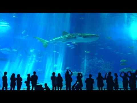 【4K】　Okinawa Churaumi Aquarium The Kuroshio Sea　沖縄美ら海水族館　黒潮の海