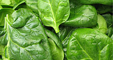 Fresh spinach leaves, close up.