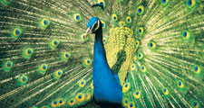 Blue, or Indian, peacock (Pavo cristatus) displaying its resplendent feathers.