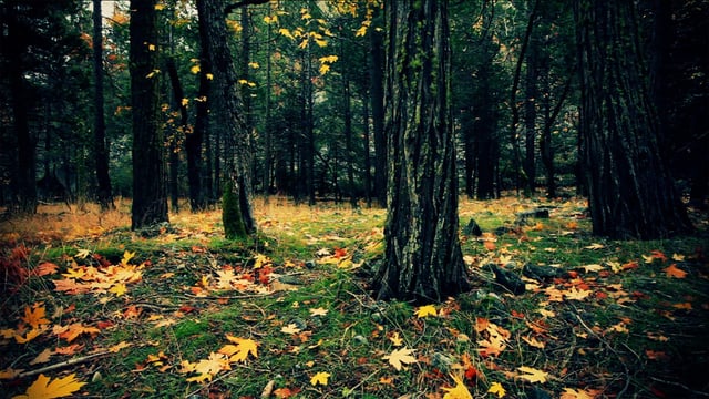 Autumn in Yosemite National Park