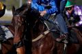 Heading for Flemington: star mare Winx.