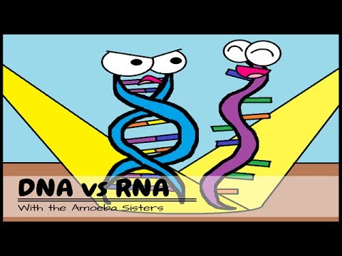 Why RNA is Just as Cool as DNA