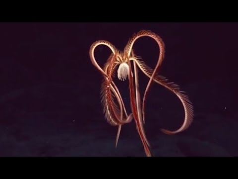 10 Unusual Deep Sea Creatures Spotted By NOAA Expedition