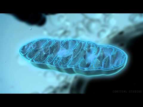 How Mitochondria Create Energy