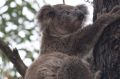 The Australian Koala Foundation will run advertisements aimed at voters in marginal seats.