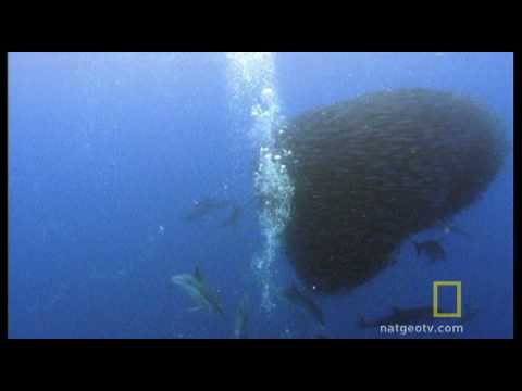 Bluefin Tuna Eat Bait Ball | National Geographic