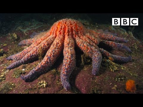 Zombie Starfish - Nature's Weirdest Events: Series 4 Episode 3 Preview - BBC Two