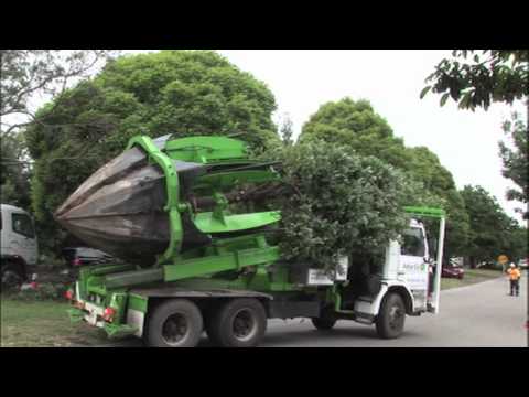 Clyde Road Upgrade - Tree relocation