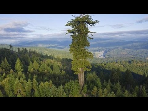 17 BIGGEST Trees in the World