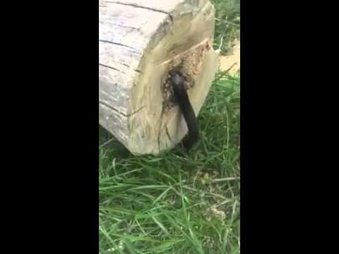 Guy cuts down tree, but there's a surprise inside