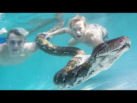 GIANT SNAKES in my Pool w/ Jake Paul and Brian Barczyk!