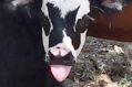 Gene Simmons and the look-alike calf. 