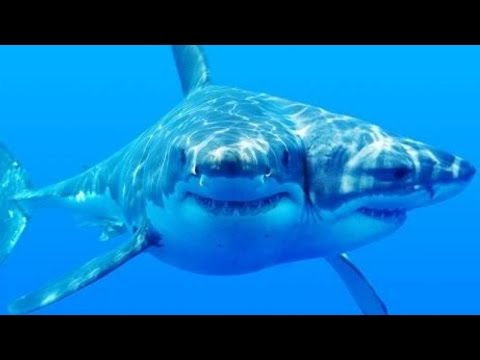 Two Headed Sharks Becoming Extremely Common