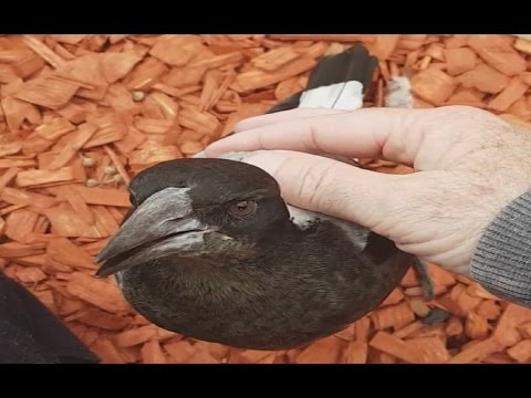 Maggie my dad's pet magpie tamest and friendliest magpie anywhere