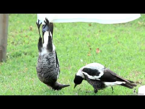 Magpie Hangs Upside Down