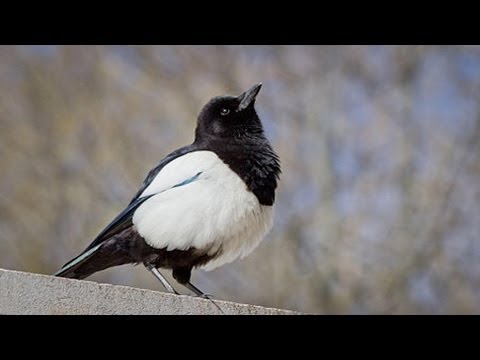 Most INTELLIGENT bird in the world - The Magpie