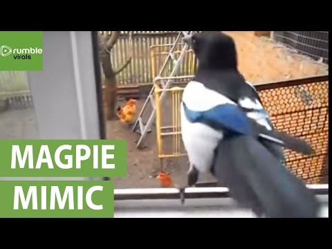 Magpie laughs just like a child!