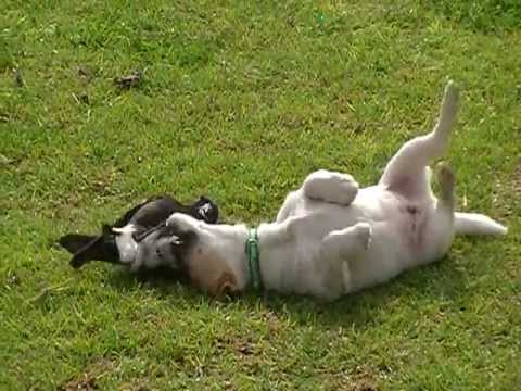 Australian Magpie Playing