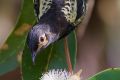 The Australian regent honeyeater is at extreme risk of extinction.