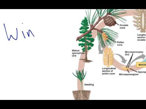 Gymnosperm Reproduction