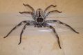 The 'handsome' huntsman spider had travelled to Surrey all the way from Brisbane. 