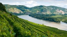 Sally MacMillan Vineyard on the Danube.