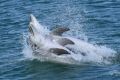 Researchers have also observed dolphins putting on synchronised displays.