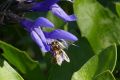 The impact of insecticides on honey bees is one of the concerns driving Sustainable Gardening Australia's proposed app.