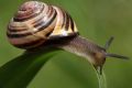 While Koreans put snail slime on the map, it's Chileans who get the credit for discovering its apparent benefits.